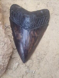 Massive Beautiful 6.47 Megalodon Tooth Fossil Shark Teeth