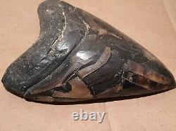 Massive Beautiful 6.6 Megalodon Tooth Fossil Shark Teeth