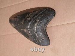 Massive Beautiful 6.6 Megalodon Tooth Fossil Shark Teeth