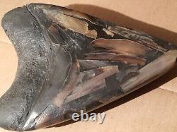 Massive Beautiful 6.6 Megalodon Tooth Fossil Shark Teeth