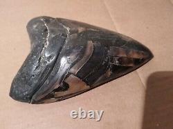 Massive Beautiful 6.6 Megalodon Tooth Fossil Shark Teeth