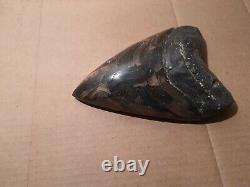 Massive Beautiful 6.6 Megalodon Tooth Fossil Shark Teeth