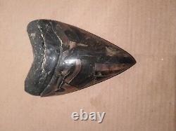 Massive Beautiful 6.6 Megalodon Tooth Fossil Shark Teeth