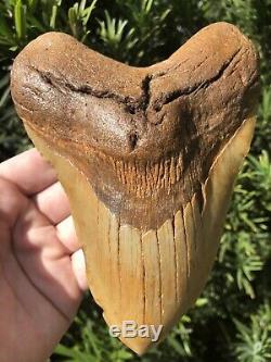 Massive Beautiful Color 6.07 Megalodon Tooth Fossil Shark Teeth 100% Natural