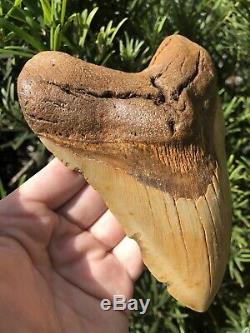 Massive Beautiful Color 6.07 Megalodon Tooth Fossil Shark Teeth 100% Natural