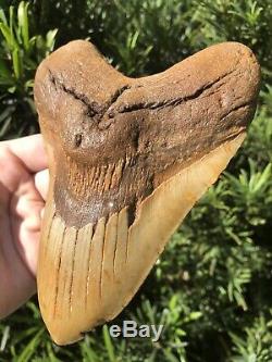 Massive Beautiful Color 6.07 Megalodon Tooth Fossil Shark Teeth 100% Natural