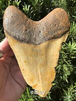 Massive Beautiful Color 6.07 Megalodon Tooth Fossil Shark Teeth 100% Natural