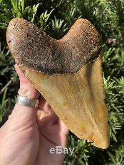 Massive Beautiful Color 6.07 Megalodon Tooth Fossil Shark Teeth 100% Natural