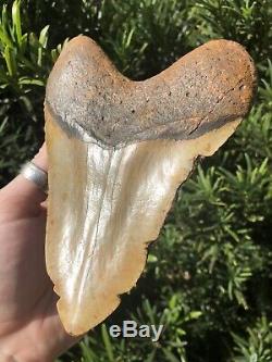 Massive Beautiful Color 6.07 Megalodon Tooth Fossil Shark Teeth 100% Natural