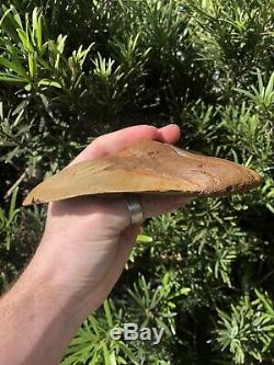 Massive Beautiful Color 6.07 Megalodon Tooth Fossil Shark Teeth 100% Natural