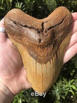 Massive Beautiful Color 6.07 Megalodon Tooth Fossil Shark Teeth 100% Natural