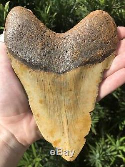 Massive Beautiful Color 6.07 Megalodon Tooth Fossil Shark Teeth 100% Natural