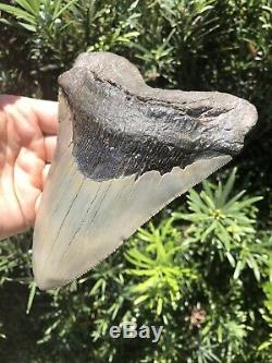 Massive Beautiful Serrated 6 Megalodon Tooth Fossil Shark Teeth