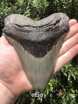 Massive Beautiful Serrated 6 Megalodon Tooth Fossil Shark Teeth