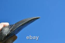 Massive Carcharodon Megalodon Fossil Shark Tooth 6-1/8 inch length