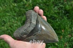 Massive Carcharodon Megalodon Fossil Shark Tooth 6-1/8 inch length