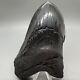 Massive Deformed 5.69 Fossil Megalodon Tooth- Usa