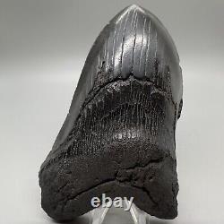 Massive DEFORMED 5.69 Fossil MEGALODON Tooth- USA