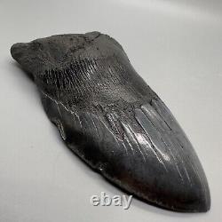 Massive DEFORMED 5.69 Fossil MEGALODON Tooth- USA