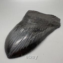 Massive DEFORMED 5.69 Fossil MEGALODON Tooth- USA