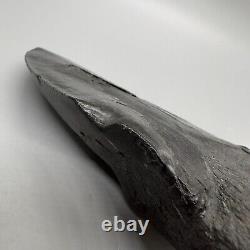 Massive DEFORMED 5.69 Fossil MEGALODON Tooth- USA