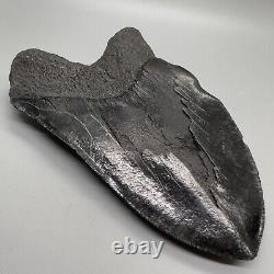 Massive DEFORMED 5.69 Fossil MEGALODON Tooth- USA