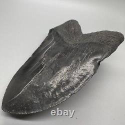 Massive DEFORMED 5.69 Fossil MEGALODON Tooth- USA