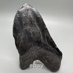 Massive DEFORMED 5.69 Fossil MEGALODON Tooth- USA