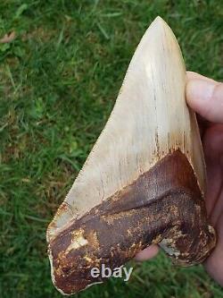 Massive High end 6.2 Indonesian MEGALODON Fossil Shark teeth