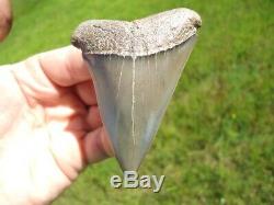 Massive Lesser White Shark Tooth Florida Fossils Sharks Teeth Mako Megalodon Era