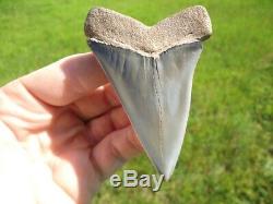 Massive Lesser White Shark Tooth Florida Fossils Sharks Teeth Mako Megalodon Era