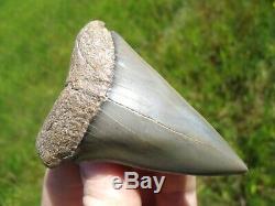 Massive Lesser White Shark Tooth Florida Fossils Sharks Teeth Mako Megalodon Era