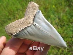 Massive Lesser White Shark Tooth Florida Fossils Sharks Teeth Mako Megalodon Era