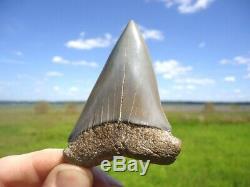 Massive Lesser White Shark Tooth Florida Fossils Sharks Teeth Mako Megalodon Era