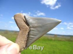 Massive Lesser White Shark Tooth Florida Fossils Sharks Teeth Mako Megalodon Era