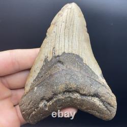 Massive Megalodon Tooth North Carolina Authentic No Repairs 4.75