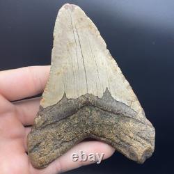 Massive Megalodon Tooth North Carolina Authentic No Repairs 4.75