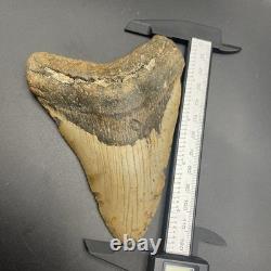 Massive Megalodon Tooth North Carolina Authentic No Repairs 4.75