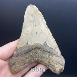 Massive Megalodon Tooth North Carolina Authentic No Repairs 4.75