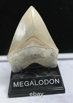 Massive Musuem Quality Bone Valley Megalodon Tooth 5 Inches Superb Rare