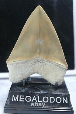 Massive Musuem Quality Bone Valley Megalodon Tooth 5 Inches Superb Rare