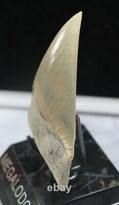 Massive Musuem Quality Bone Valley Megalodon Tooth 5 Inches Superb Rare