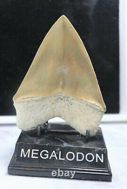 Massive Musuem Quality Bone Valley Megalodon Tooth 5 Inches Superb Rare