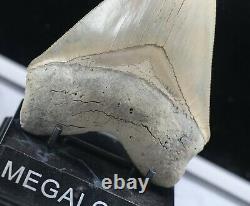 Massive Musuem Quality Bone Valley Megalodon Tooth 5 Inches Superb Rare