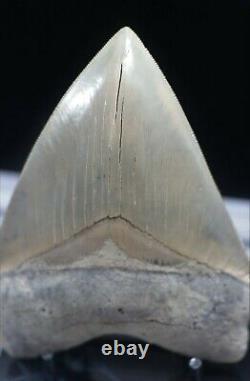 Massive Musuem Quality Bone Valley Megalodon Tooth 5 Inches Superb Rare