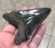 Massive Patho 3.96 X 2.83 Angustidens Megalodon Shark Tooth Fossil See Pics