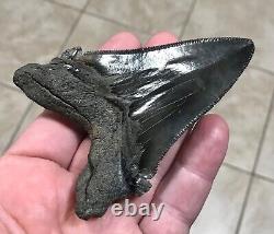 Massive Patho 3.96 x 2.83 Angustidens Megalodon Shark Tooth Fossil SEE PICS