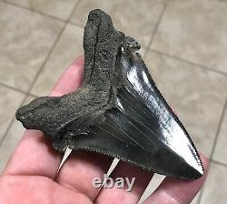 Massive Patho 3.96 x 2.83 Angustidens Megalodon Shark Tooth Fossil SEE PICS