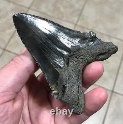 Massive Patho 3.96 x 2.83 Angustidens Megalodon Shark Tooth Fossil SEE PICS