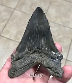 Massive Patho 3.96 x 2.83 Angustidens Megalodon Shark Tooth Fossil SEE PICS